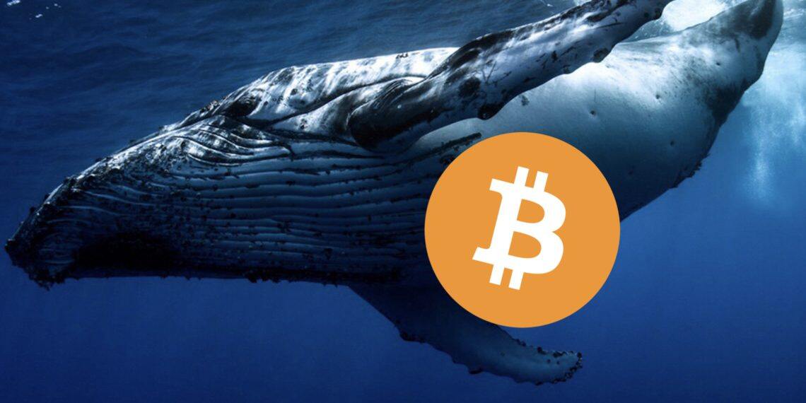 砸盘？沉睡九年巨鲸1周内转出1.5万枚比特币 部分流向币安、Kraken-第1张图片-腾赚网